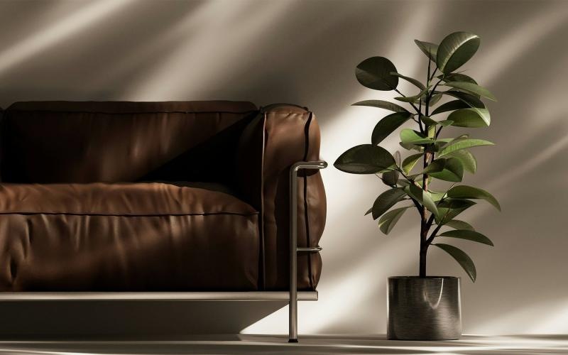 a plant in a pot near a leather couch